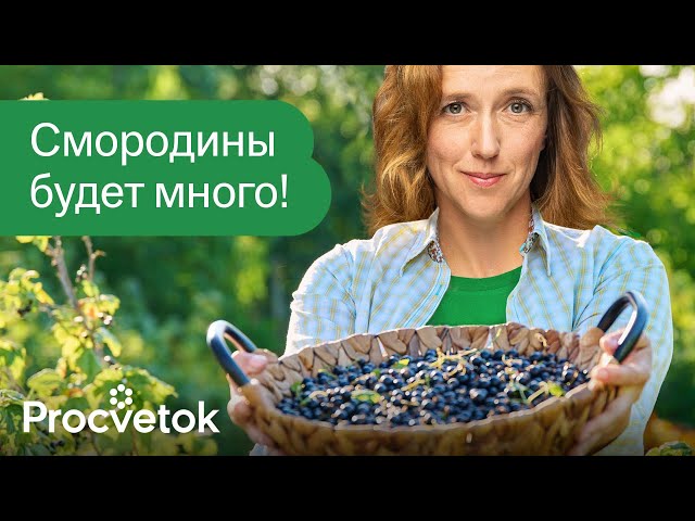 СМОРОДИНУ И КРЫЖОВНИК БУДЕТЕ СОБИРАТЬ ВЕДРАМИ, если сделаете так в апреле!