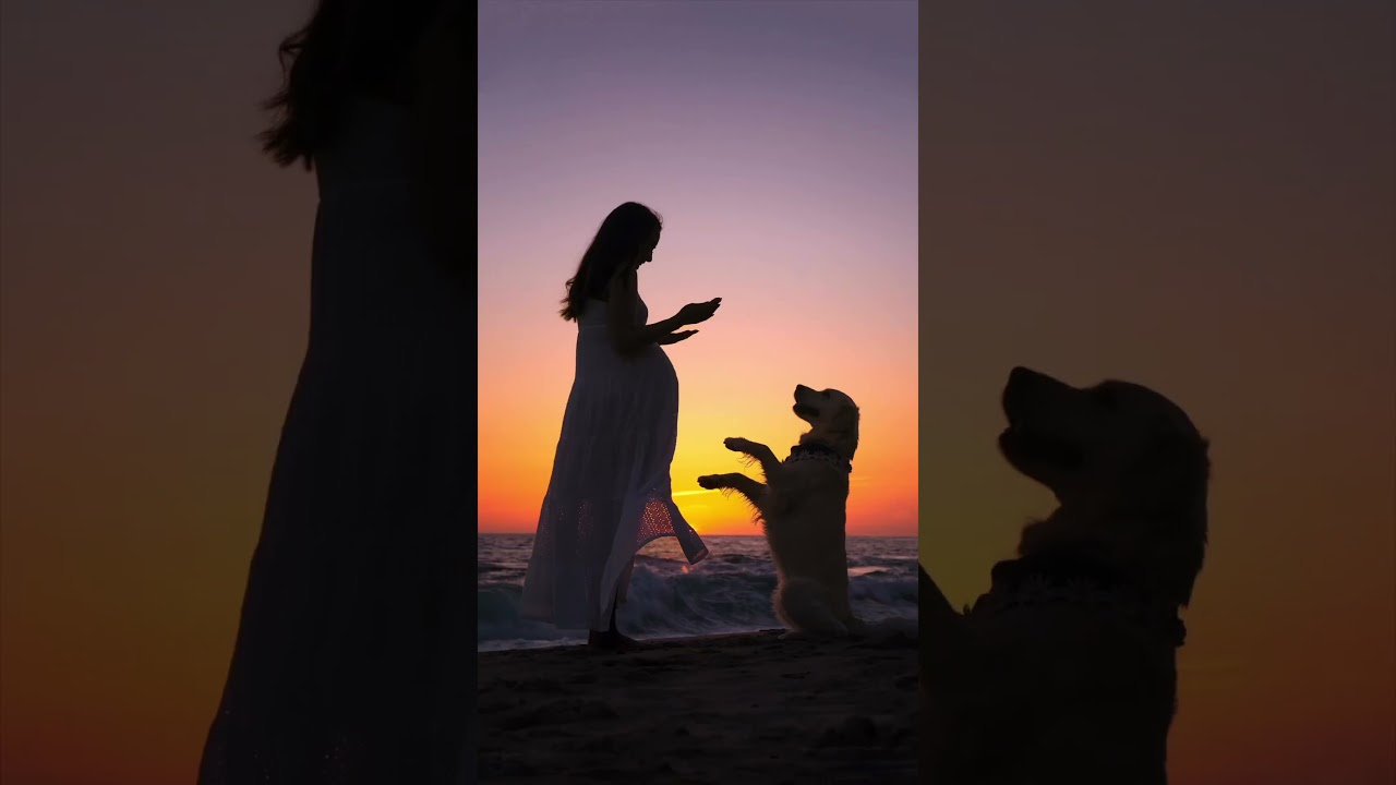 Maternity Photoshoot with my Golden retriever!