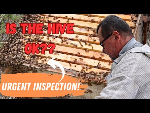 The Ultimate Guide to Preventing Swarming Bees on Your Farm