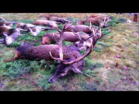 13 Jeleń na pokocie