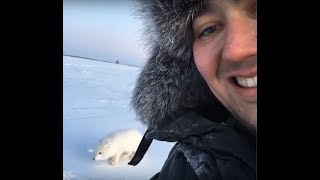 Автор ролика про песца живёт в Муравленко