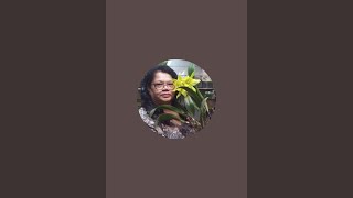 Mauriceia Virtuosa Dicas está ao vivo!