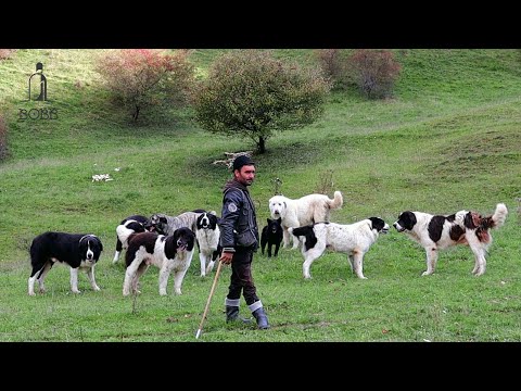 Badea Tinu la 65 de ani are peste 600 de oi și peste 25 de CÂINI | Povești din TRANSHUMANȚĂ 2022