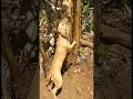 HANNA #mayday #machobuck #rbjbt #redboy #bolio #adba #kci #cochin #pewdiepie #dog #love #keralagram