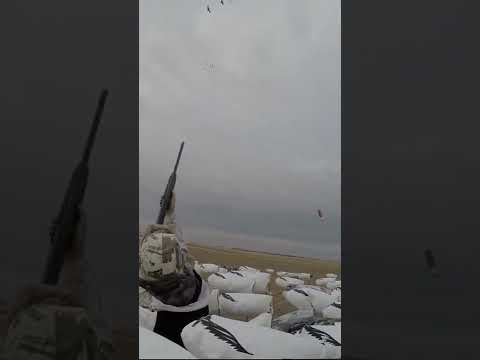 2 Specs Dropped LONG RANGE!! (Waterfowl Hunting)