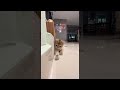British Shorthair Cat Copies Owner S Coin Trick ViralHog
