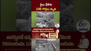 రైలు ఢీకొని 140 గొర్రెలు మృతి #TrainAccident #SheepKilled #140SheepDead