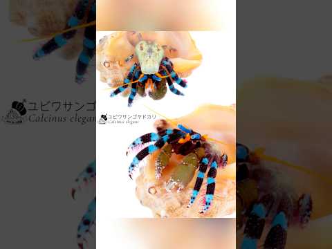 裸のヤドカリに貝殻をプレゼントしたよ