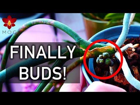 😍 WOW Orchid blooms after 6 years! Orchid Highlights February 2022