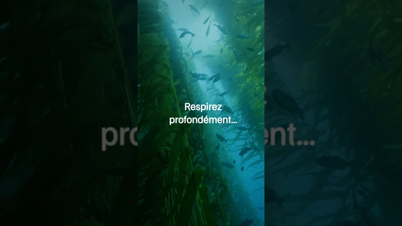 🪸Immersion dans les forêts de kelp des fonds marins !