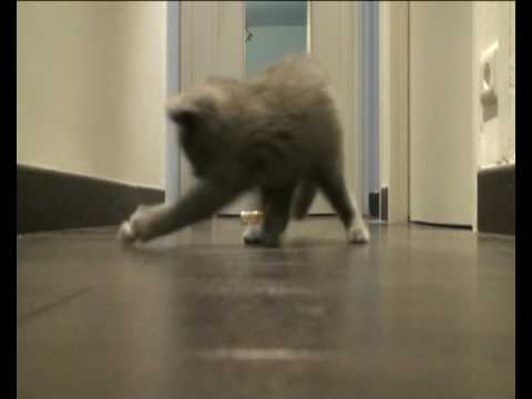 Jean-marie le chaton