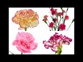 Charlie Mariano, Jasper Van't Hof, Steve Swallow - Carnation