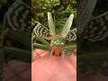 Types Of Katydids Part 2 Insects Shorts