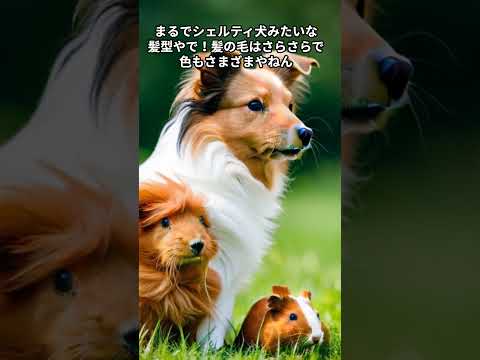 モルモットの品種は何ですか? 22種類の犬種を発見しましょう! - ソマリモルモット