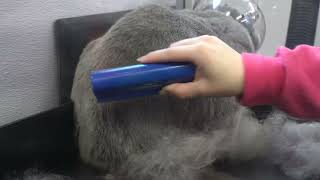 The BEST de-shedding brush | Must have for pet owners!
