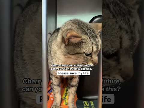 PLEASE DONATIONS NEEDED LINKS IN BIO TO SAVE LIFR#florida