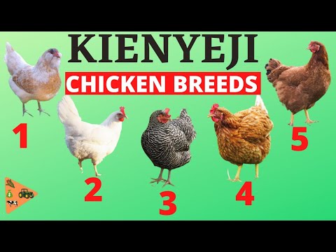5 BEST Kienyeji Chicken Breeds in Kenya | Chickens that GROW FASTER & LAY MORE EGGS