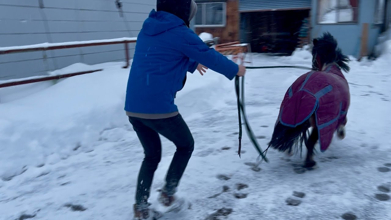 ポニーが家族に加わりました！