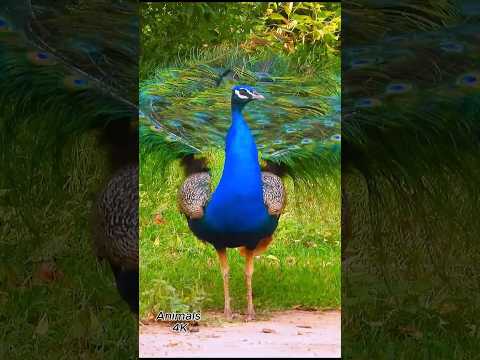Peafowl bird ~ Peacock sound ❤️ 😍 💖  #birds #peacocksound