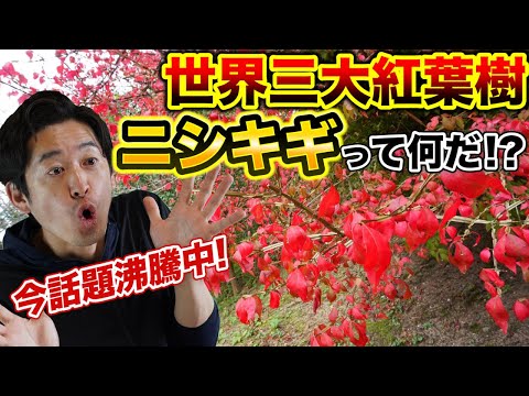 ニシキギの葉と果実