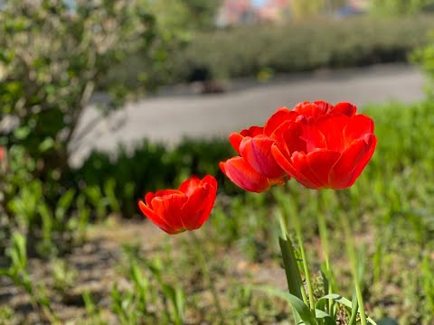 Watch Poppies on YouTube