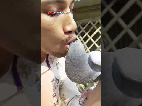 Puting Kalapati #kalapati #whitepigeon