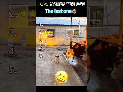 The last one🤣 #voiceover #pets #dogs #cats #animals