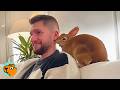 Sassy Bunny Steals Woman S Boyfriend For Daily Cuddles Cuddle Buddies