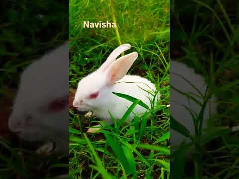 coco fun! subscribe to my channel navisha for more videos.