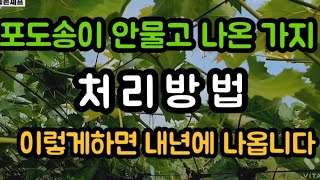 #샤인머스켓재배기술 #포도송이알솎이놉높순정리작업 #2년생3년생열매수확봉지금액비닐하우스