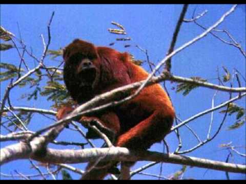 Francisco Montoya - lo que pasa en mi tierra