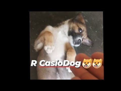 Arctic dogs Dhanraj sota rahata hai😄😄