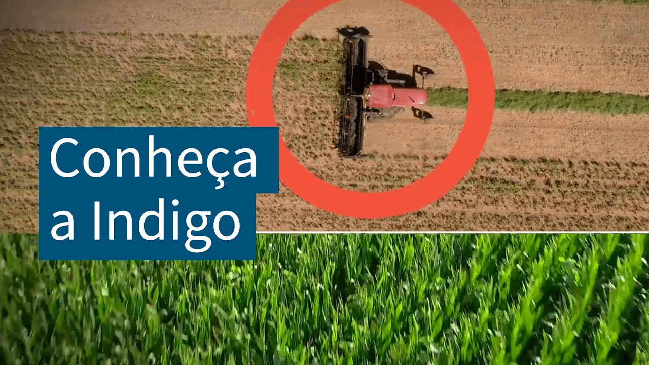 Conheça a Indigo