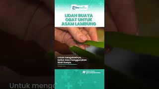 Manfaat Lidah Buaya Bisa Mengatasi Penyakit Asam Lambung, Termasuk Mengurangi Peradangan