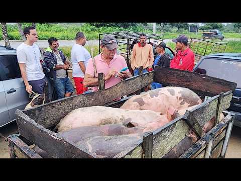 FEIRA DE SUÍNOS EM CUPIRA-PE  10-06-2026  #nordeste