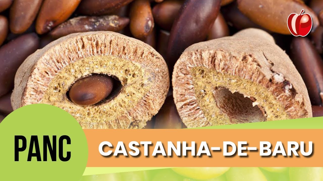 Castanha de Baru | Conhecendo as PANC | VP Nutrição Funcional