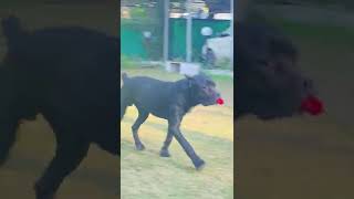 Cane Corso Puppies Videos