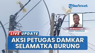 Damkar Cikupa Beraksi, Berhasil Evakuasi Burung Kakak Tua dari Tiang Listrik