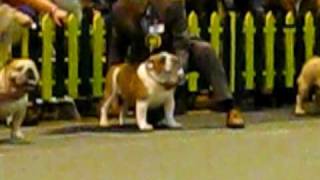 Hillcon's bulldogs in Luton for the BULLDOG OF THE YEAR 2008