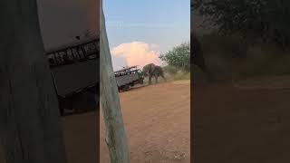 Download lagu Elephant lifts safari truck in South Africa mp3