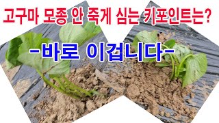 고구마 모종 안 죽게 심는 키 포인트는 바로 이겁니다. (고구마 재배,고구마 모종 심기, 고구마 모종 심는 …