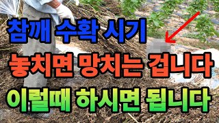 참깨수확시기 놓치면 농사 망칩니다 참깨는 타이밍 입니다