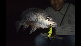 Midnight Chrome | Night Fishing For Mangrove Jack
