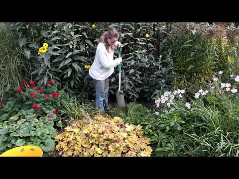 Achillea lifting and splitting in autumn - Burncoose Nurseries