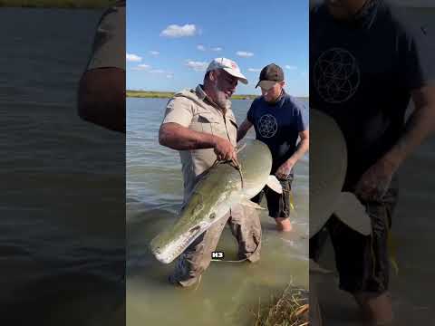 АЛЕГАТОРОВА ЩУКА - ТАНК В МИРЕ РЫБ #трикстер