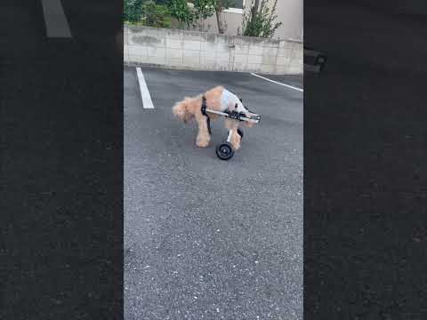 19歳のトイプードル ロマネ君が犬用車椅子を乗りこなし快調にグル活！【飼い主様ご感想・シニア犬実例】