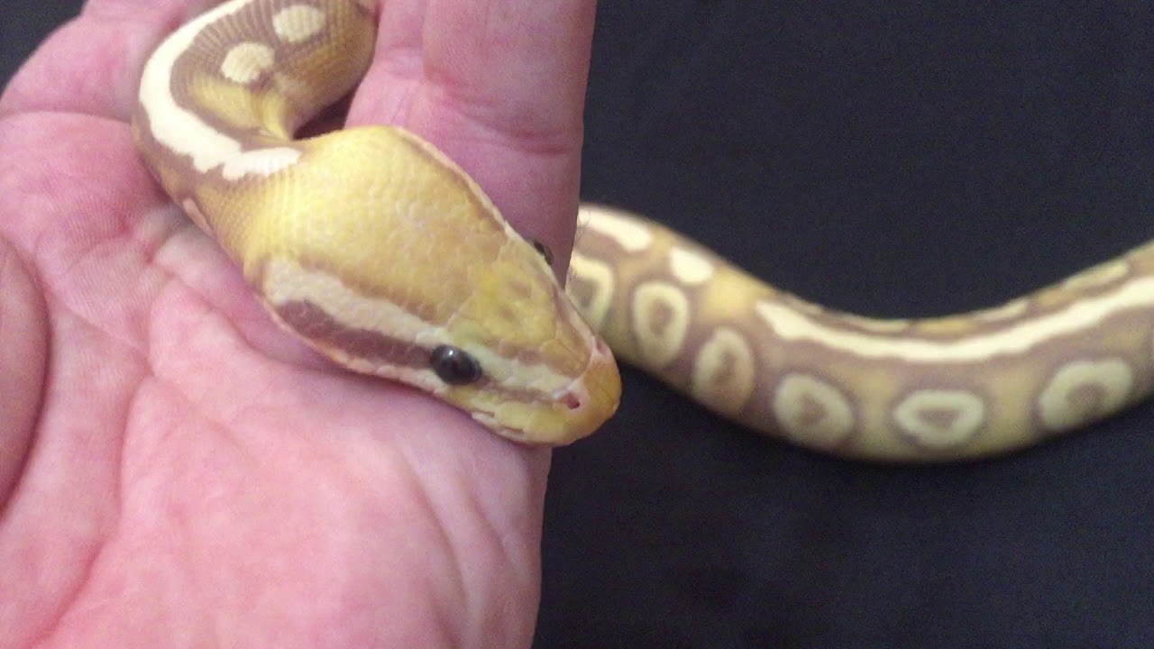 Why THIS Ball Python should be your FIRST Ball Python!