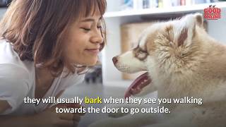 How to Stop Your Dog Barking at Night