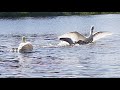 Swan Attacked Seagull So Badly