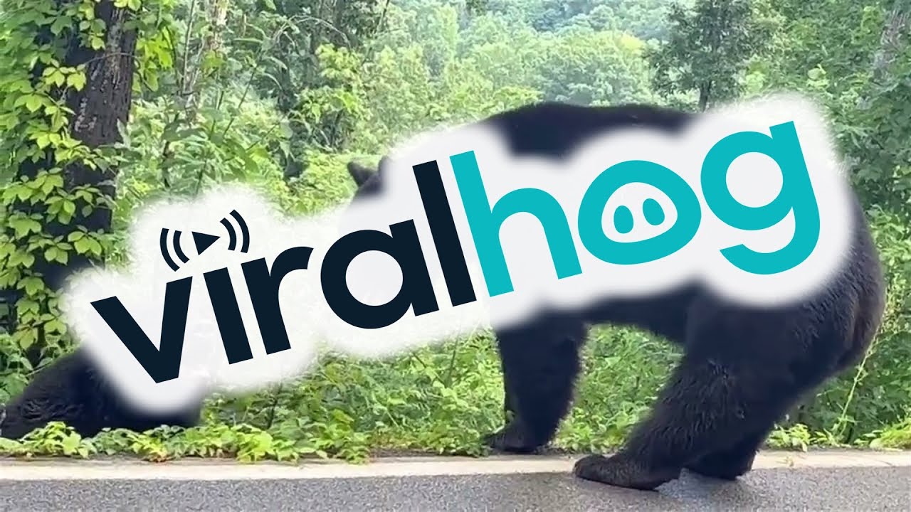 Male Black Bears Brawl on Highway || ViralHog - YouTube
